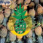 Gaji PT Great Giant Pineapple