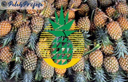 Gaji PT Great Giant Pineapple